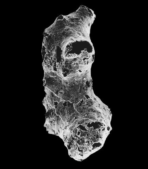 كشف قديمي‌ترين گونه حيواني و جد احتمالي انسان!