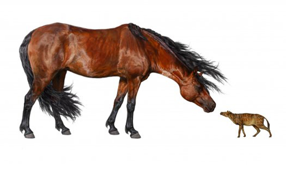 گرم شدن هوا پستانداران را كوچك‌تر مي‌كند!