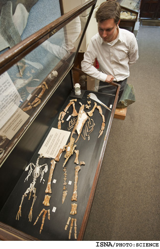 بلندترين پنگوئن تاريخ شناسايي شد